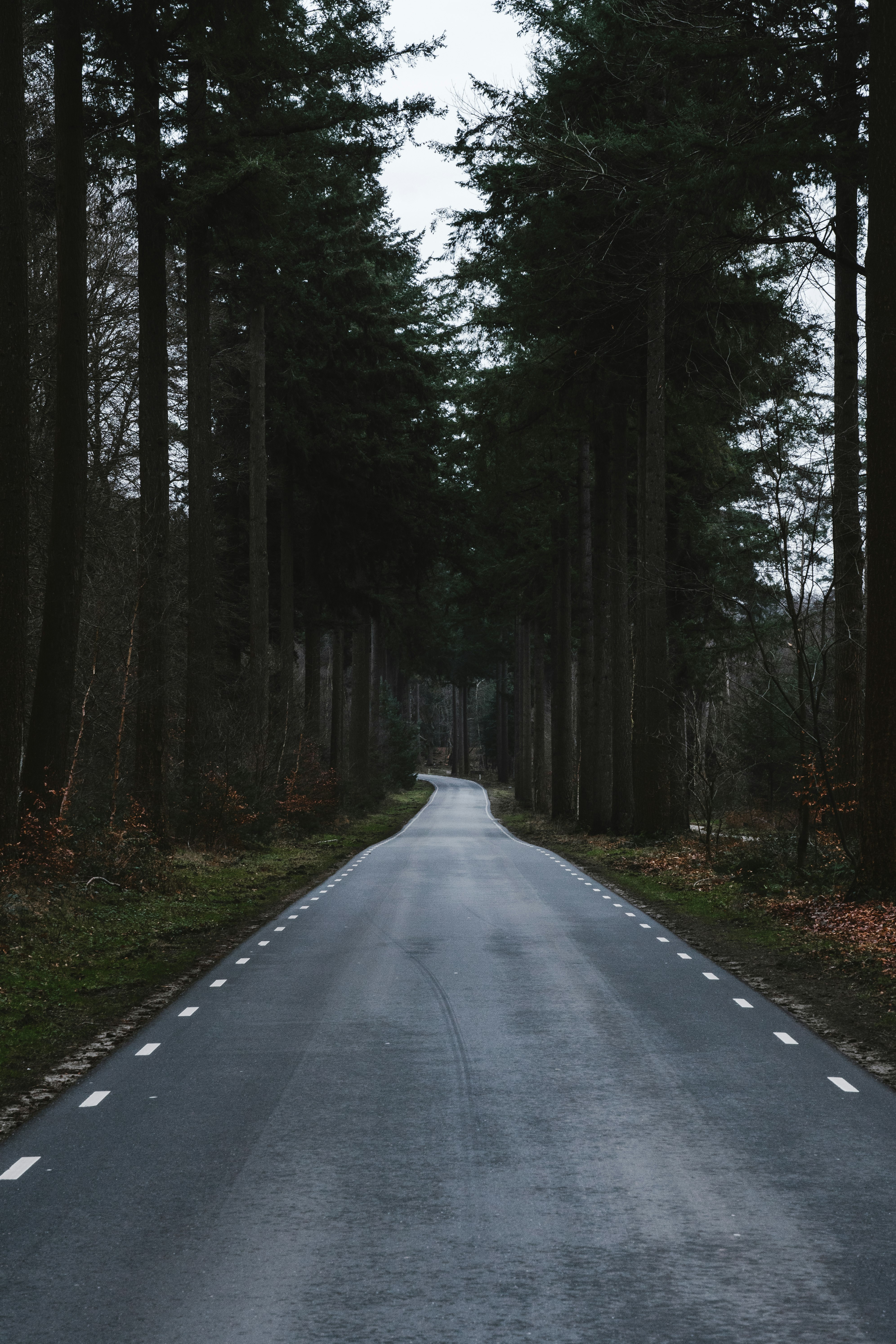 gray asphalt road between green trees during daytime